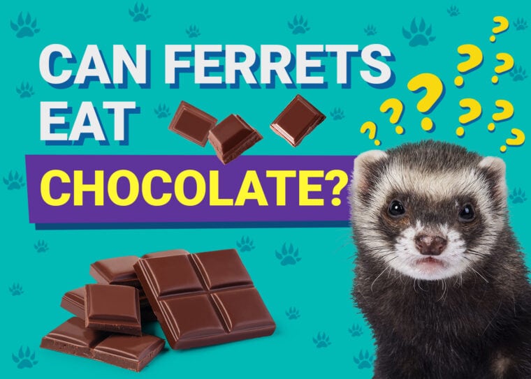 PetKeen_Can Ferrets Eat_chocolate (1)