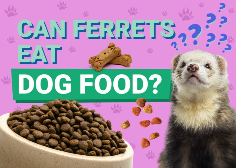 PetKeen_Can Ferrets Eat_dog food
