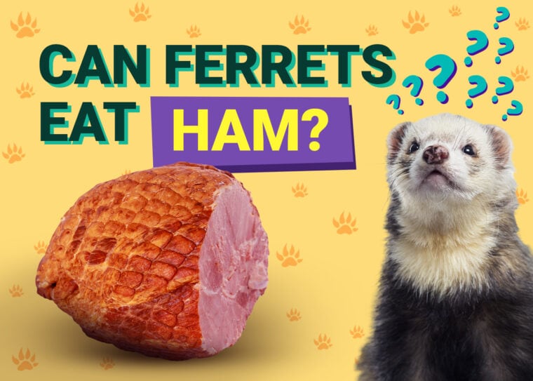 PetKeen_Can Ferrets Eat_ham
