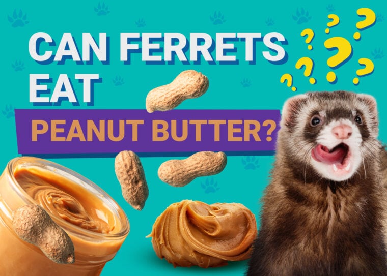 PetKeen_Can Ferrets Eat_peanut butter