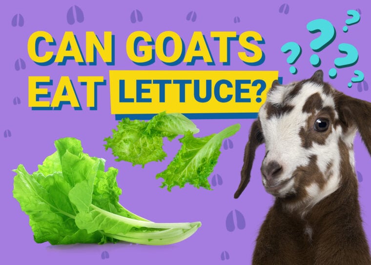 PetKeen_Can Goats Eat_lettuce