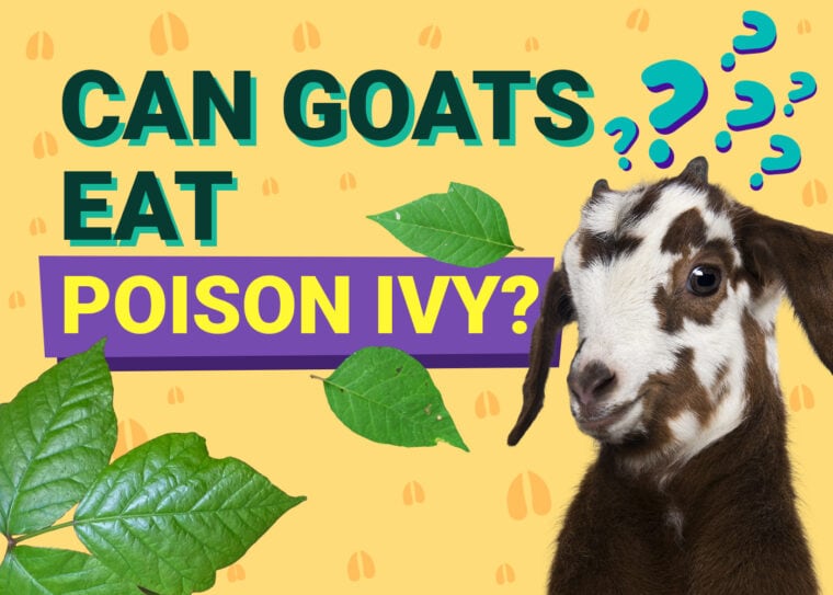 PetKeen_Can Goats Eat_poison ivy