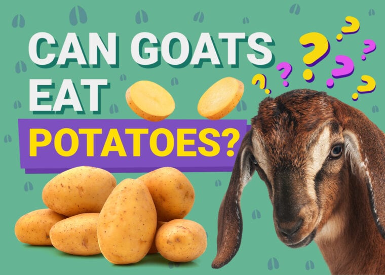 PetKeen_Can Goats Eat_potatoes