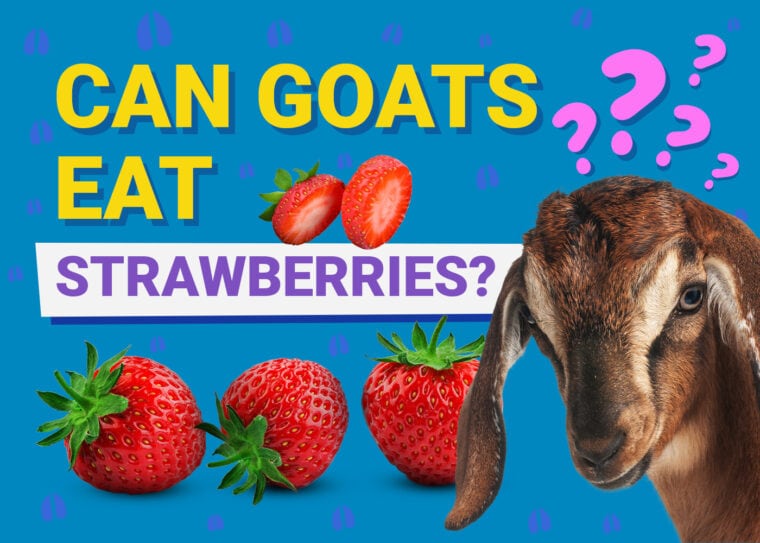 PetKeen_Can Goats Eat_strawberries