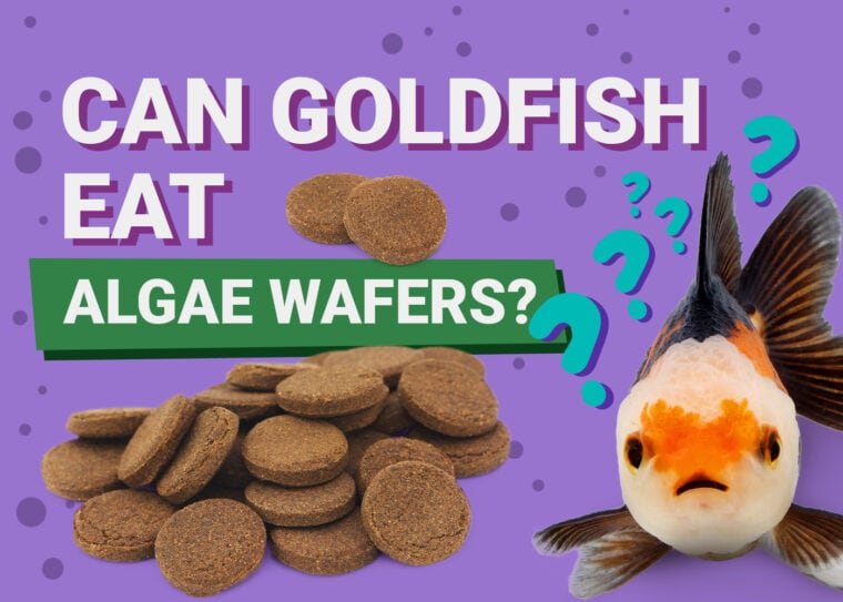 PetKeen_Can Goldfishes Eat_algae wafers