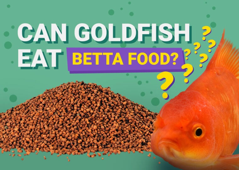 PetKeen_Can Goldfishes Eat_betta food