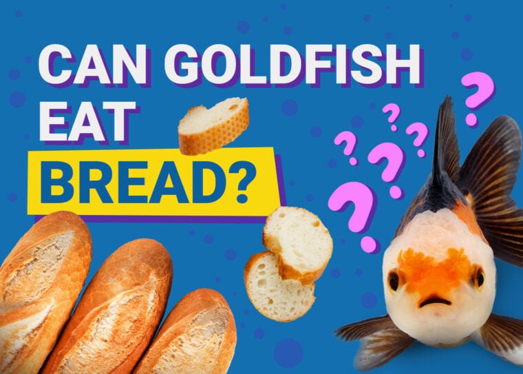 PetKeen_Can Goldfishes Eat_bread