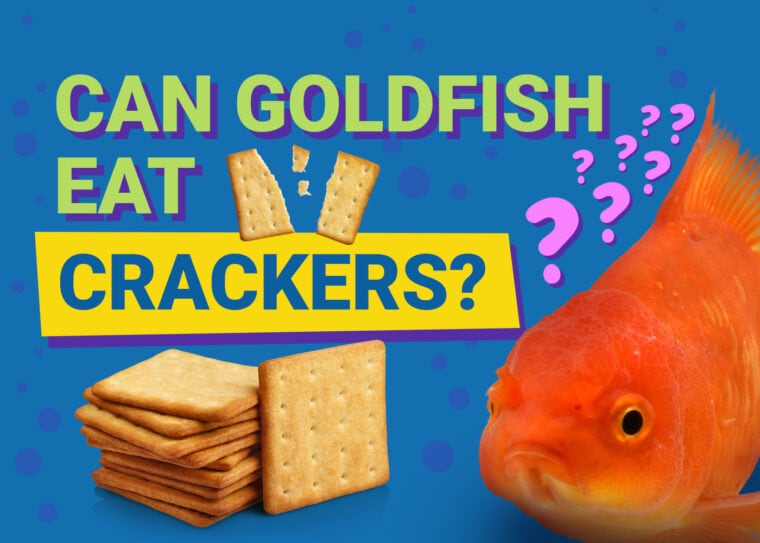 PetKeen_Can Goldfishes Eat_crackers