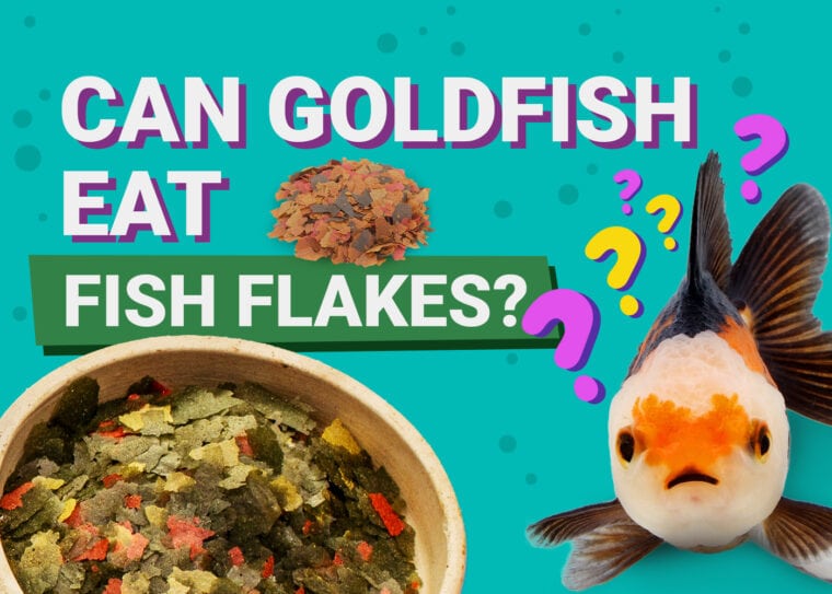 PetKeen_Can Goldfishes Eat_fish flakes