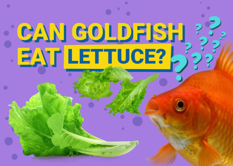 PetKeen_Can Goldfishes Eat_lettuce