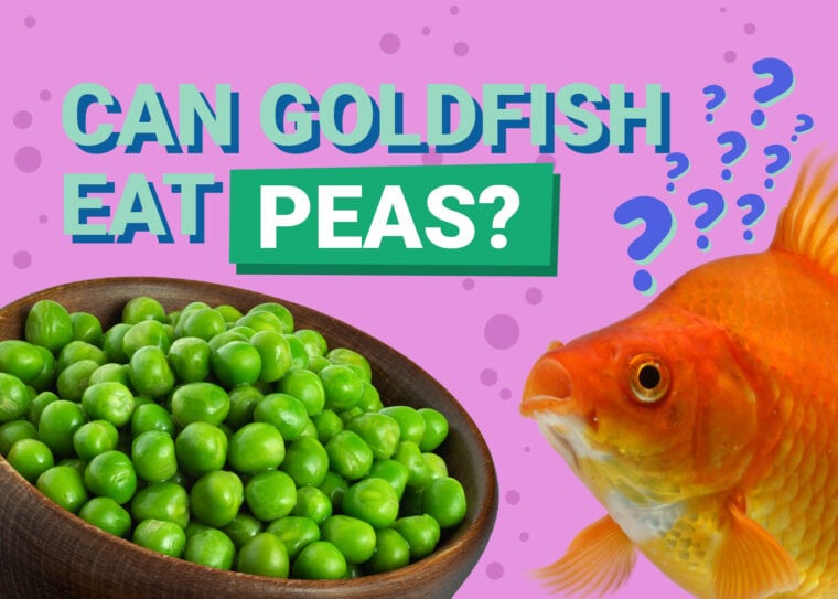 PetKeen_Can Goldfishes Eat_peas