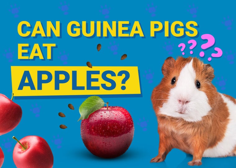 Can Guinea Pigs Eat_apples