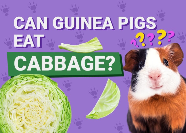 Can Guinea Pigs Eat_cabbage