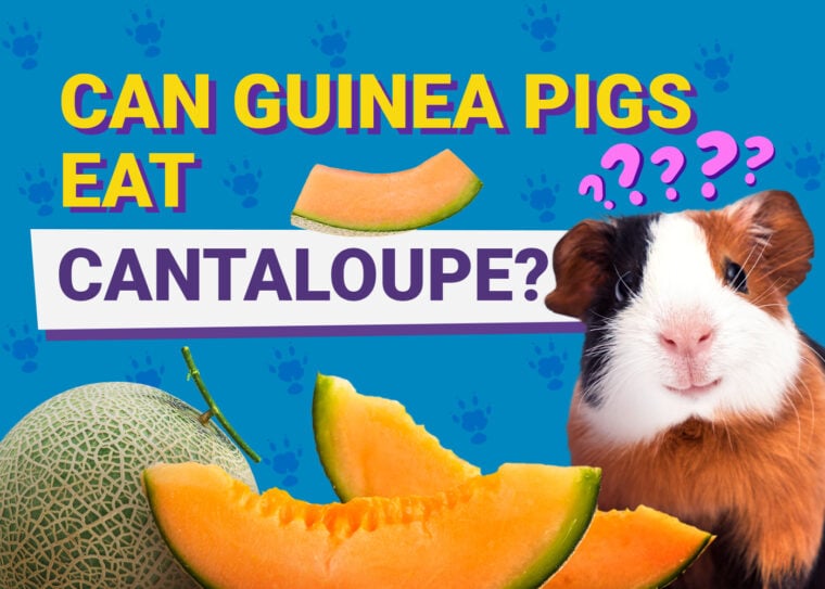 Can Guinea Pigs Eat_cantaloupe