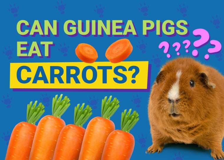 Can Guinea Pigs Eat_carrots