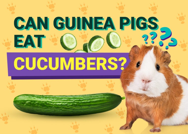 Can Guinea Pigs Eat_cucumbers