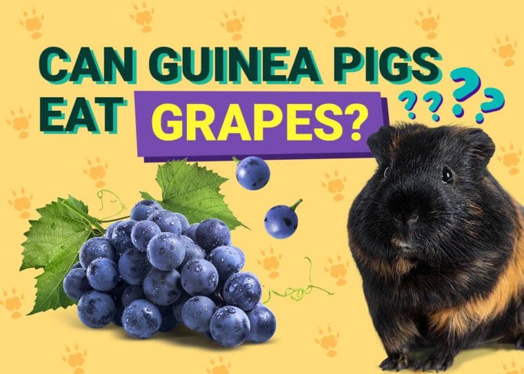 Can Guinea Pigs Eat_grapes