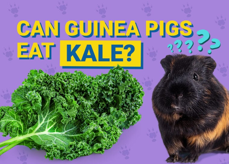 Can Guinea Pigs Eat_kale