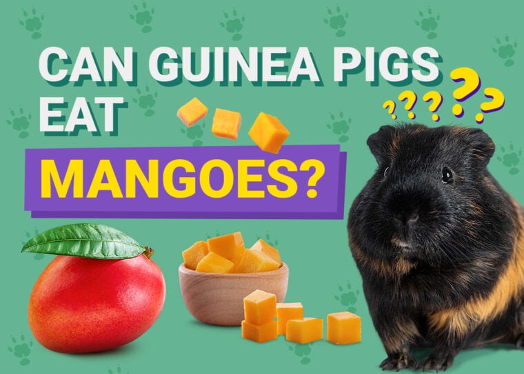 Can Guinea Pigs Eat_mangoes