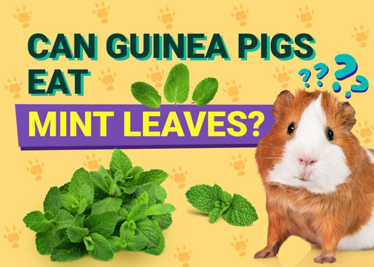 Can Guinea Pigs Eat_mint