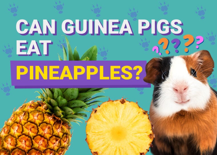Can Guinea Pigs Eat_pineapples