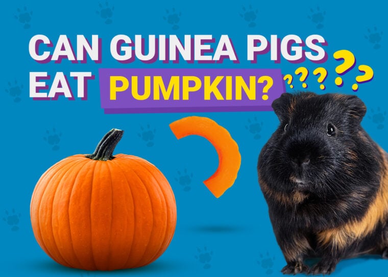 Can Guinea Pigs Eat_pumpkin