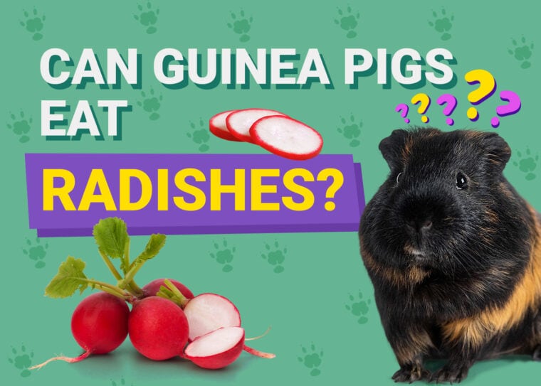 Can Guinea Pigs Eat_radishes