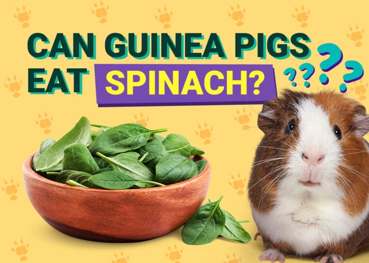 Can Guinea Pigs Eat_spinach