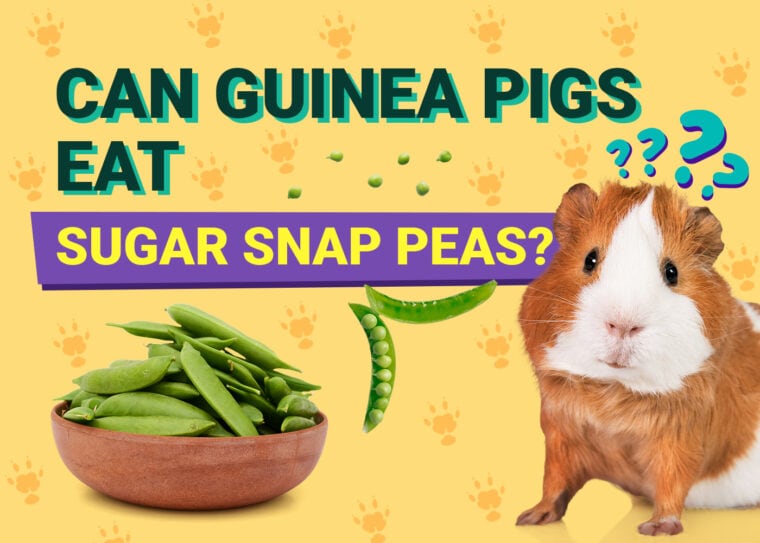 Can Guinea Pigs Eat_sugar snap peas