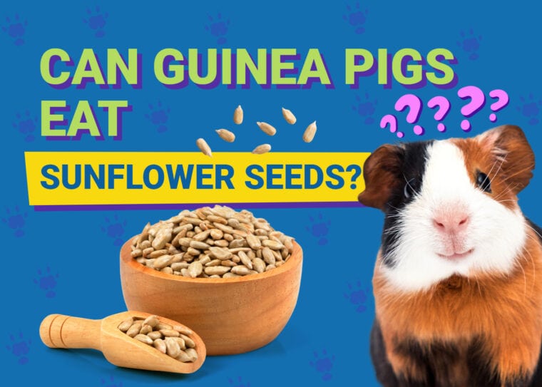 Can Guinea Pigs Eat_sunflower seeds