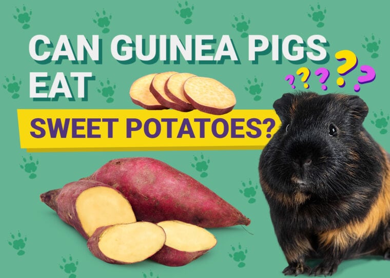Can Guinea Pigs Eat_sweet potatoes