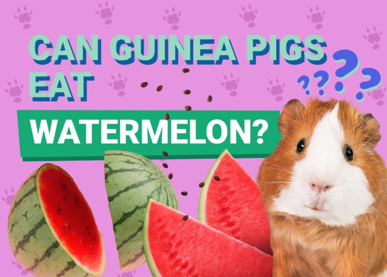 Can Guinea Pigs Eat_watermelon