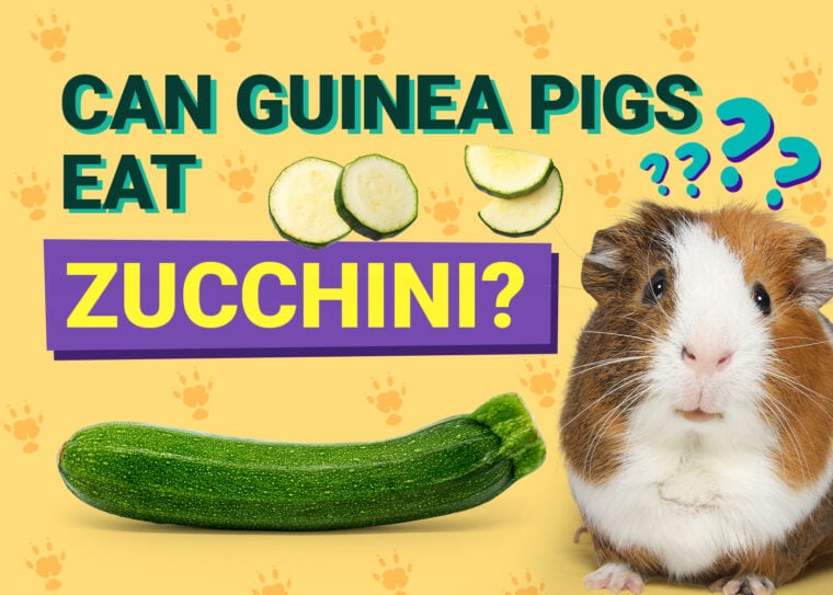 Can Guinea Pigs Eat_zucchini