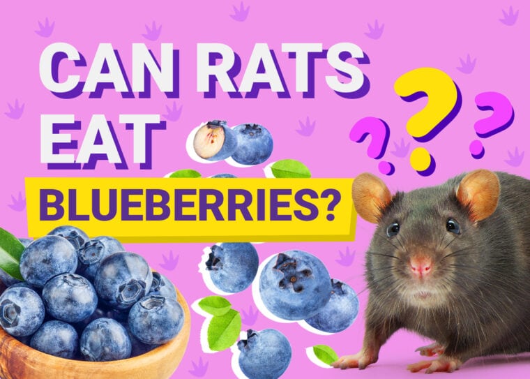 Can Rats Eat_blueberries