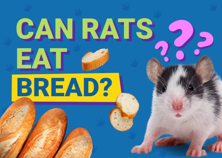 Can Rats Eat Bread