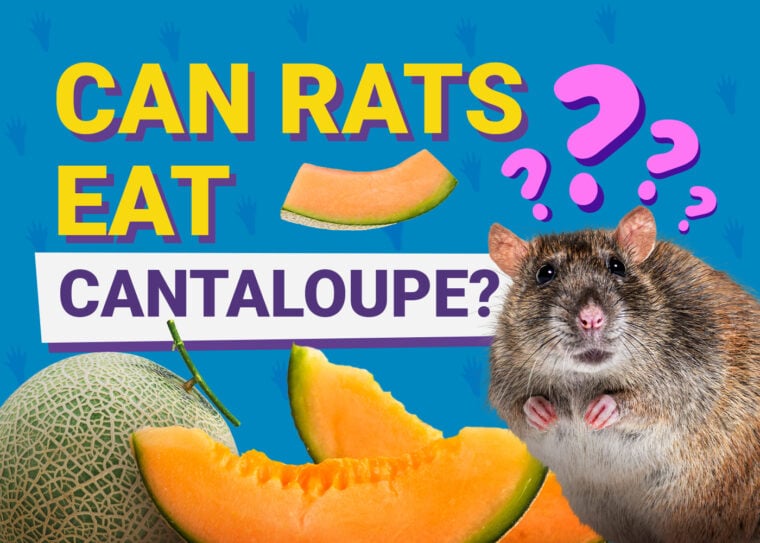 Can Rats Eat Cantaloupe