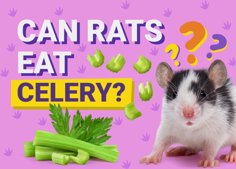Can Rats Eat Celery