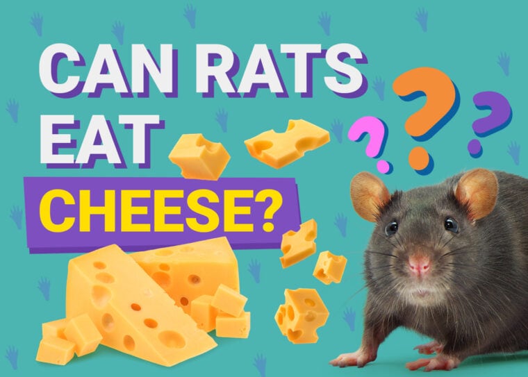 Can Rats Eat Cheese
