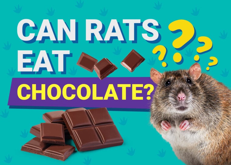 Can Rats Eat Chocolate