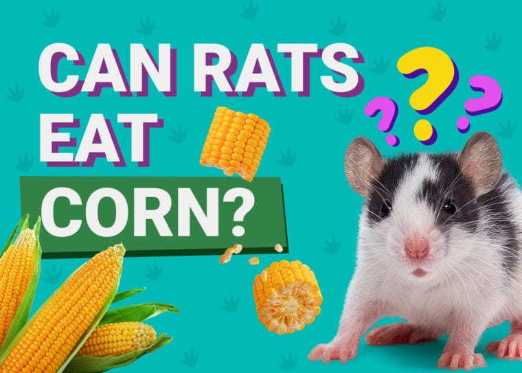 Can Rats Eat Corn