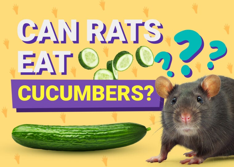 Can Rats Eat Cucumber