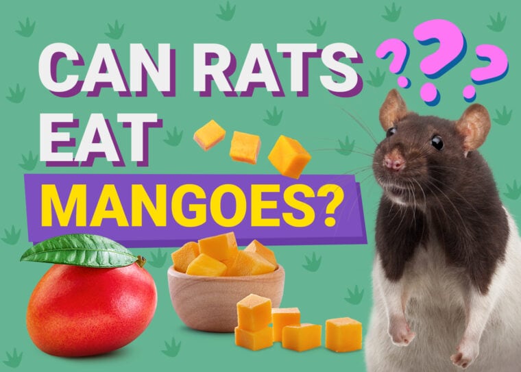 Can Rats Eat Mangoes