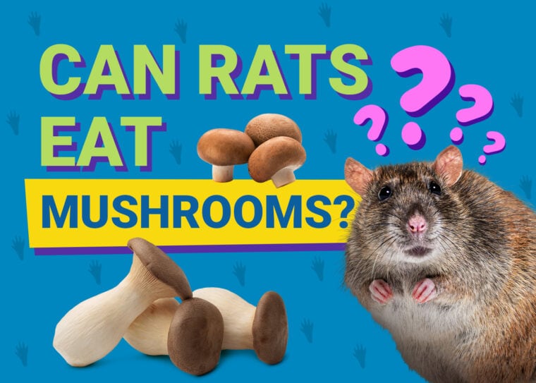Can Rats Eat Mushrooms