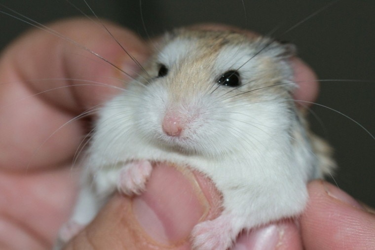 Roborovski dwarf hamster held by person