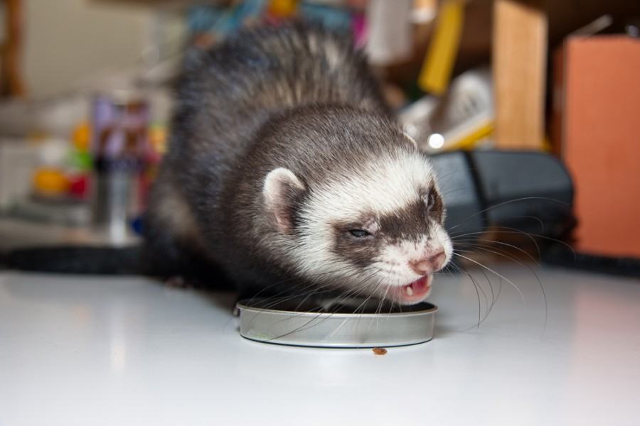 Can Ferrets Eat Cat Food? What You Need to Know! Pet Keen
