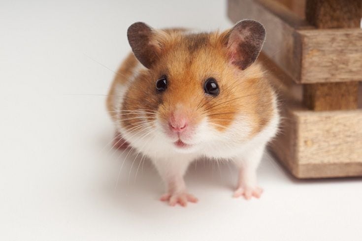 3. Popularity of Syrian Hamsters as Pets