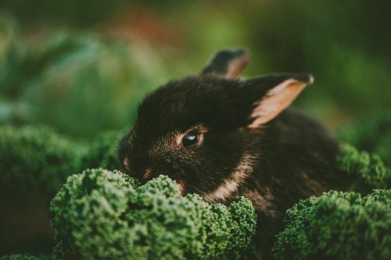 black rabbit eating kale