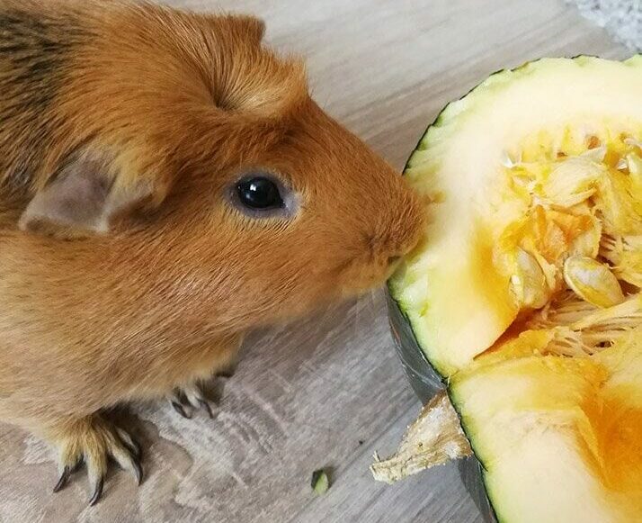 guinea pig eating pumpkin