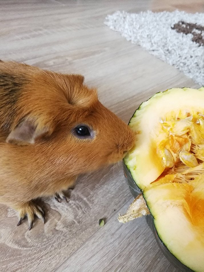 guinea pig eating pumpkin