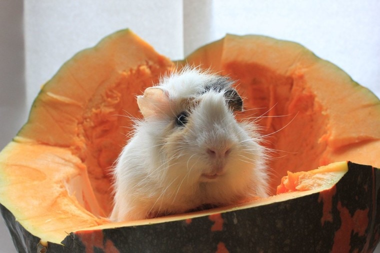 guinea pig inside pumpkin